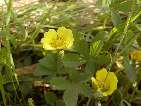 flor potentilla.