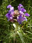 flor prunella grandiflora