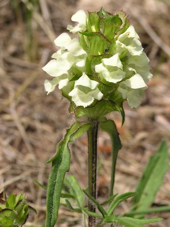 index flors blanques2