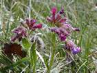 flor pulmonaria