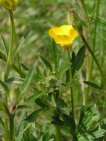 flor ranunculus acris