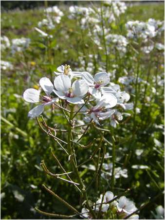 index flors blanques