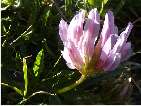 flor regalessia muntanya