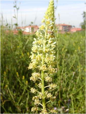 index flors grogues2