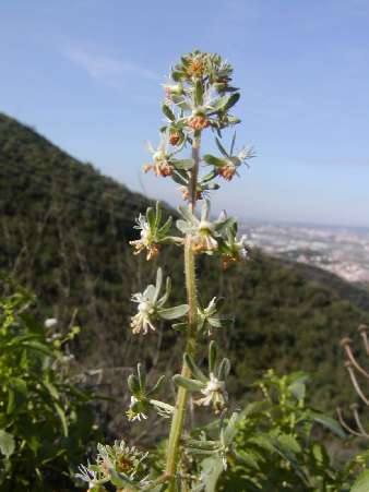 index flors blanques2.htm