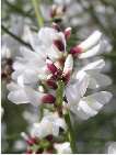 flor retama monosperma