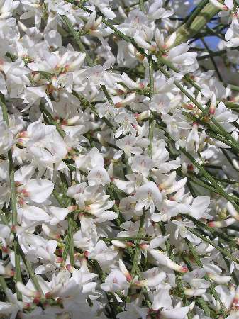 index flors blanques3