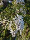 flor robinia.