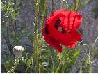 flor rosella