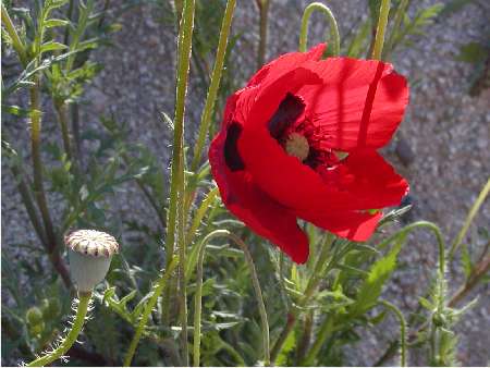 index flors vermelles