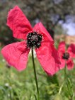 flor papaver hybridum