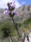 flor sàlvia