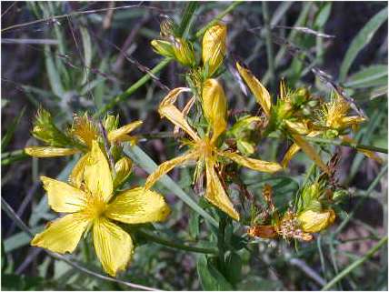 index flors grogues