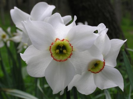 index flors blanques4