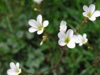 flor saxifraga