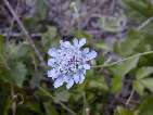 flor scabiosa columbaria