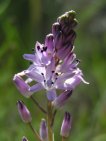 flor scilla autumnalis