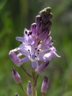 flor scilla autumnalis