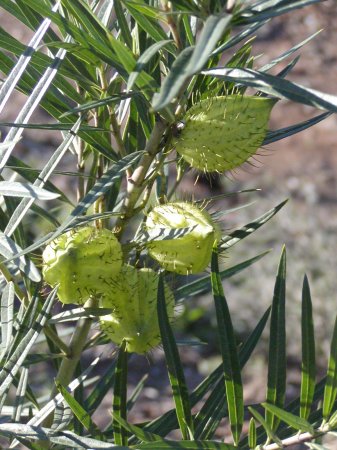 index flors blanques3