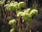 flor sedum