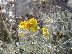 flor senecio cineraria