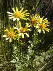 flor senecio erucifolius