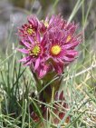 flor sempervivum montanum