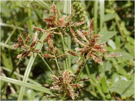 index flors verdes2