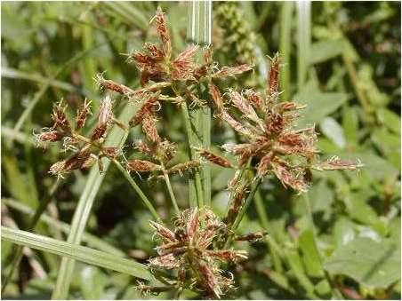 index flors verdes2