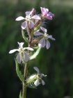 flor silene gallica