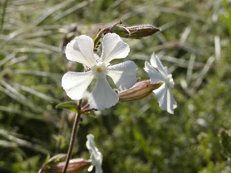 index flors blanques2.htm