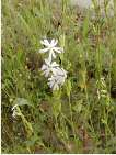 flor silene nutans