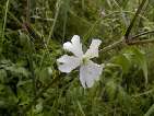 flor melandri blanc.htm