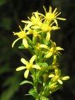 flor solidago virgaurea