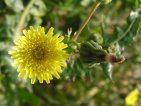 flor sonchus oleraceus