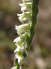 flor spiranthes spiralis