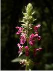 flor stachys sylvatica