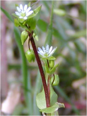 index flors blanques4