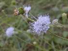 flor succisa pratensis