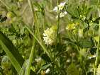 flor trifolium campestre