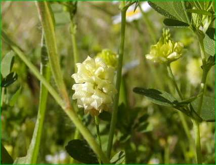 index flors grogues.