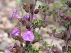 flor teucrium botrys