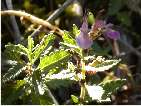 flor teucrium chamaedrys