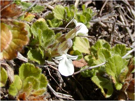 index flors blanques3