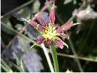 tragopogon porrifolius