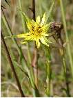 flor tragopogon dubius