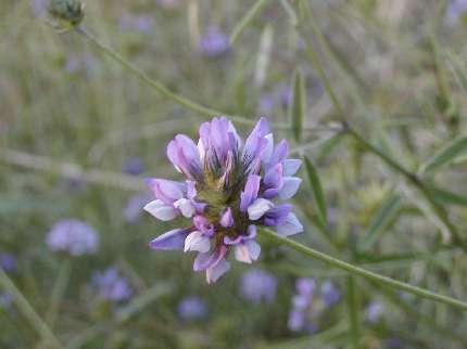 index flor blaves