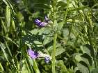 flor llengua de bou.