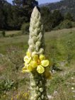 flor verbascum thapsus