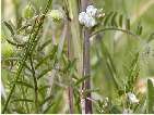 flor vicia hirsuta